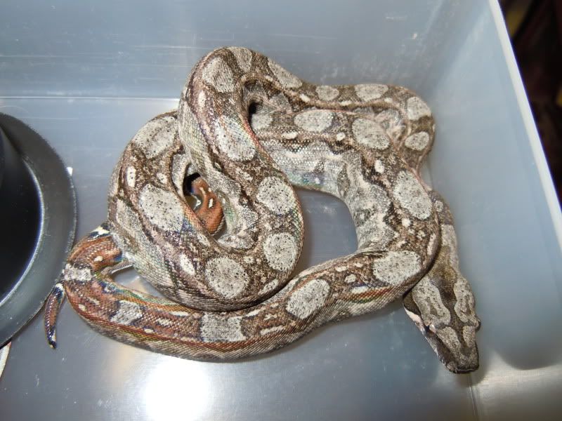 Leopard litter Reptile Forums